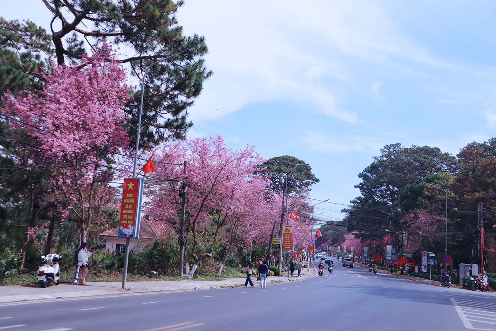 Mai anh đào rực hồng khắp phố - du khách không nỡ rời Đà Lạt - ảnh 1