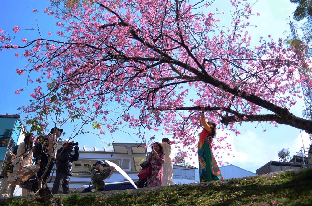 Lễ hội hoa mai anh đào Đà Lạt: Lan tỏa sắc xuân, nâng tầm thương hiệu du lịch - ảnh 3