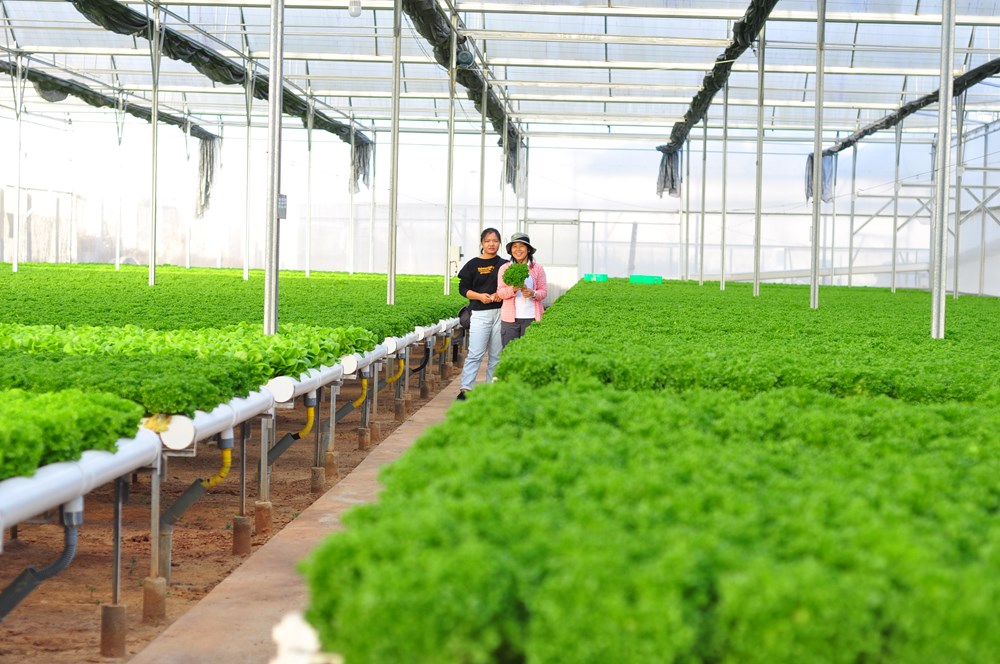 Những trụ cột kinh tế nào tạo động lực tăng trưởng 2 con số cho Lâm Đồng - ảnh 6