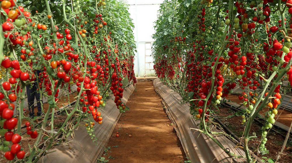 Những trụ cột kinh tế nào tạo động lực tăng trưởng 2 con số cho Lâm Đồng - ảnh 2