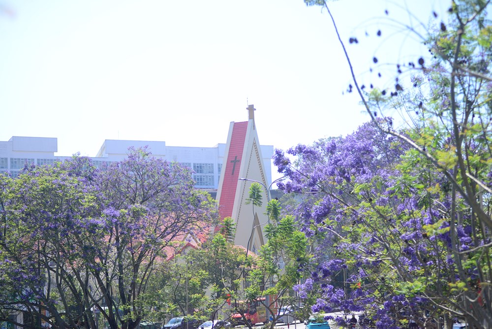 Phượng tím nở rộ, du lịch Đà Lạt thêm sức hút - ảnh 15