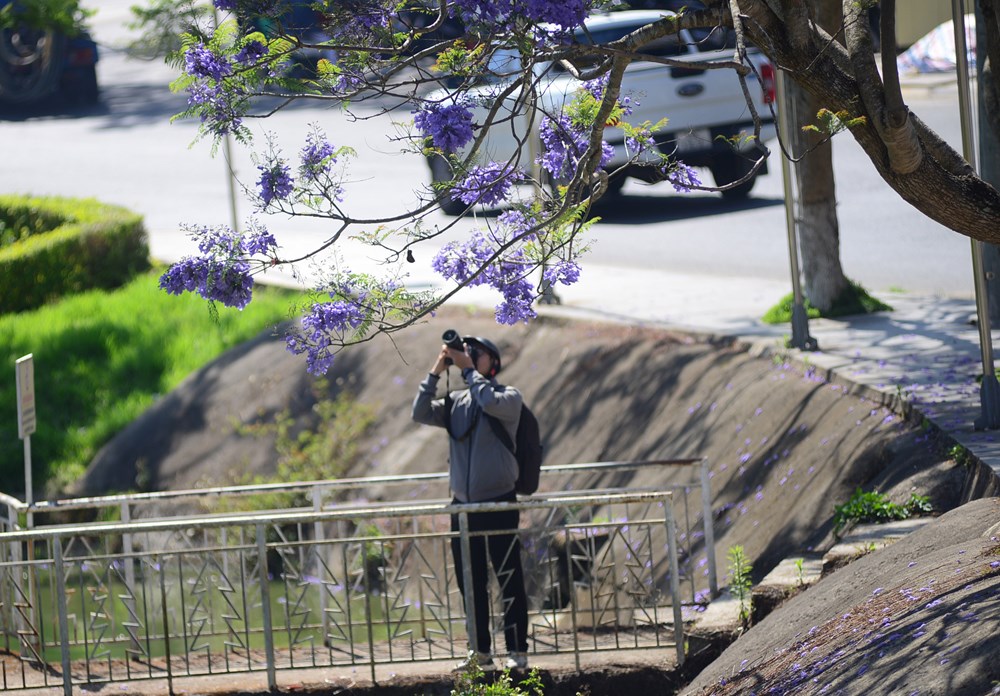 Phượng tím nở rộ, du lịch Đà Lạt thêm sức hút - ảnh 12