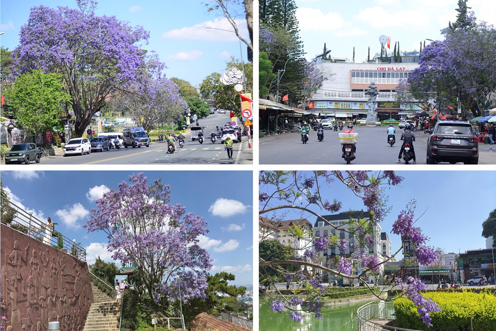 Phượng tím nở rộ, du lịch Đà Lạt thêm sức hút - ảnh 1