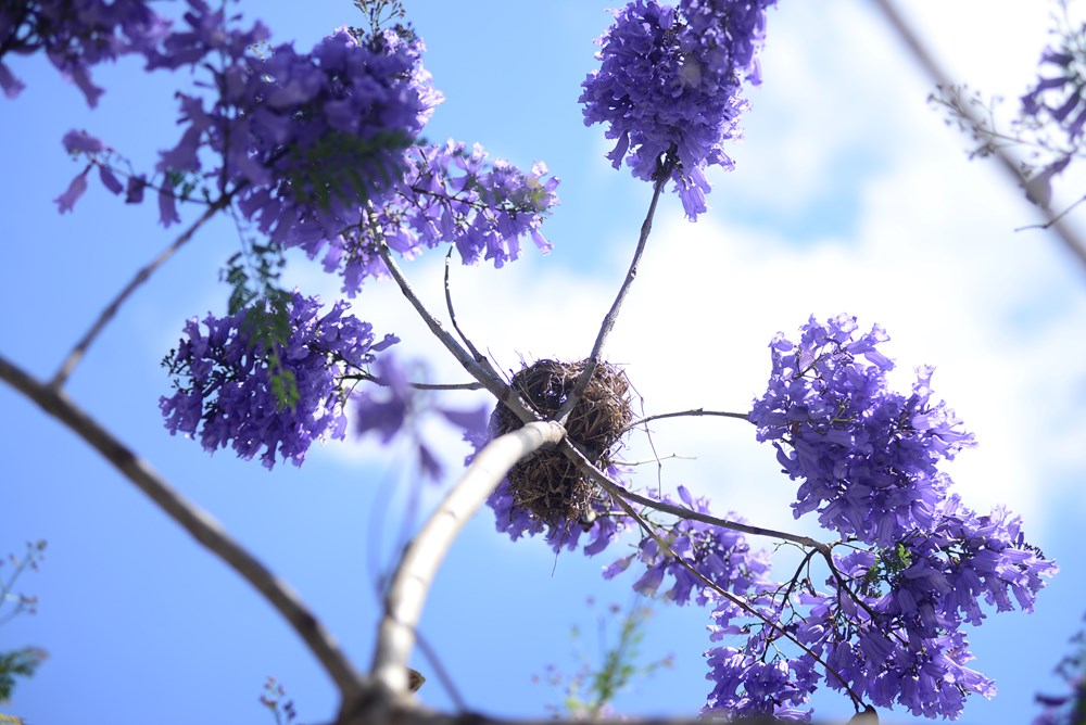 Phượng tím nở rộ, du lịch Đà Lạt thêm sức hút - ảnh 14