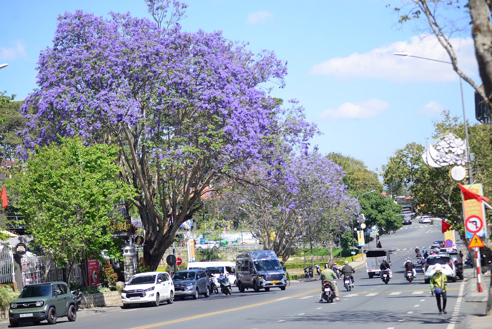 Phượng tím nở rộ, du lịch Đà Lạt thêm sức hút - ảnh 2