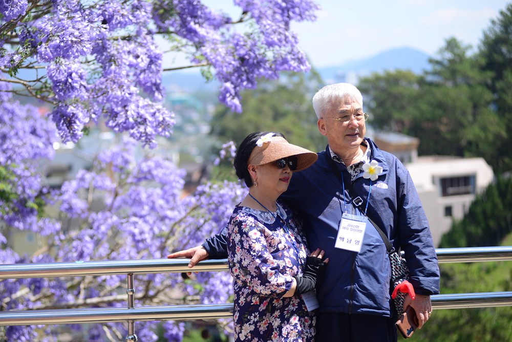 Phượng tím nở rộ, du lịch Đà Lạt thêm sức hút - ảnh 4