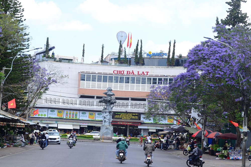 Phượng tím nở rộ, du lịch Đà Lạt thêm sức hút - ảnh 7