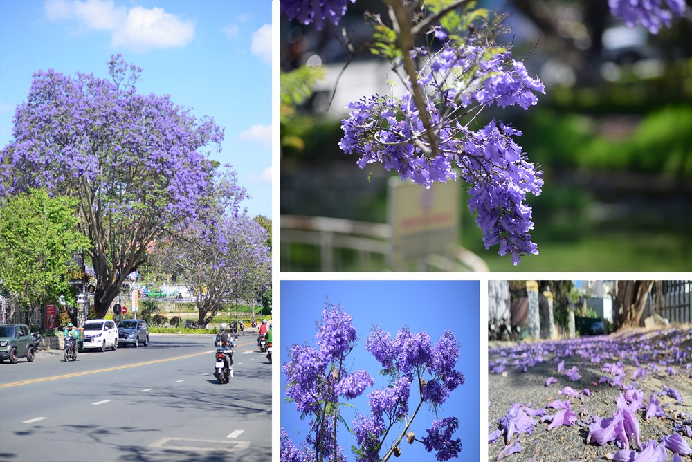 Phượng tím nở rộ, du lịch Đà Lạt thêm sức hút - ảnh 13
