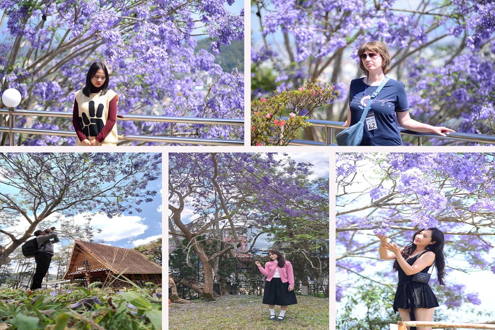 Phượng tím nở rộ, du lịch Đà Lạt thêm sức hút - ảnh 16