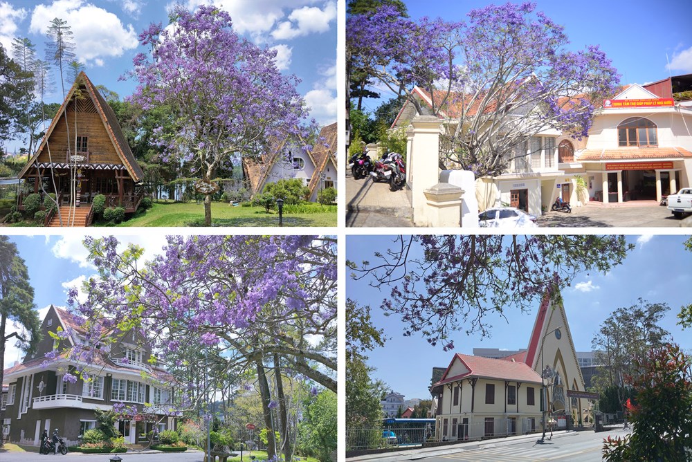 Phượng tím nở rộ, du lịch Đà Lạt thêm sức hút - ảnh 8