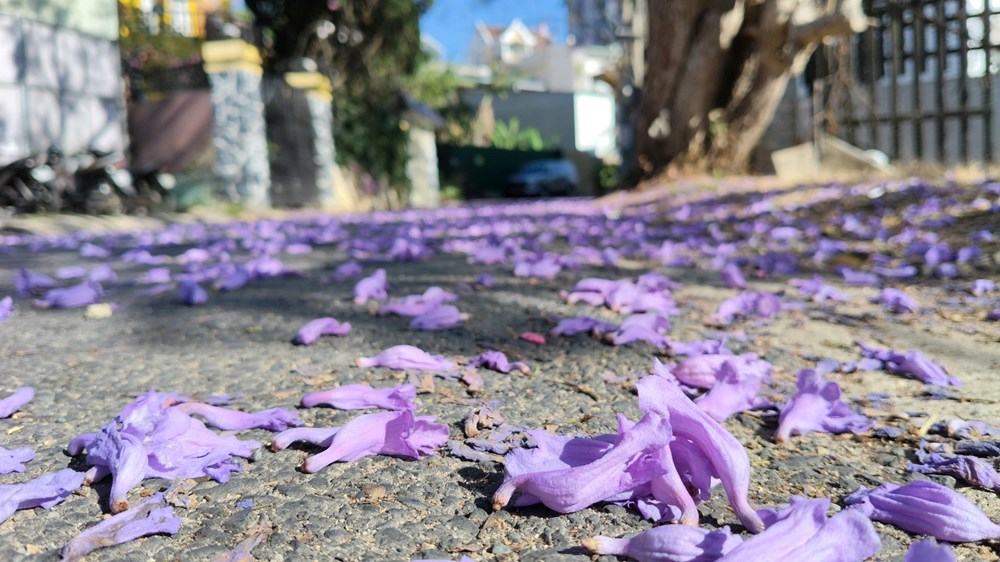 Phượng tím nở rộ, du lịch Đà Lạt thêm sức hút - ảnh 9