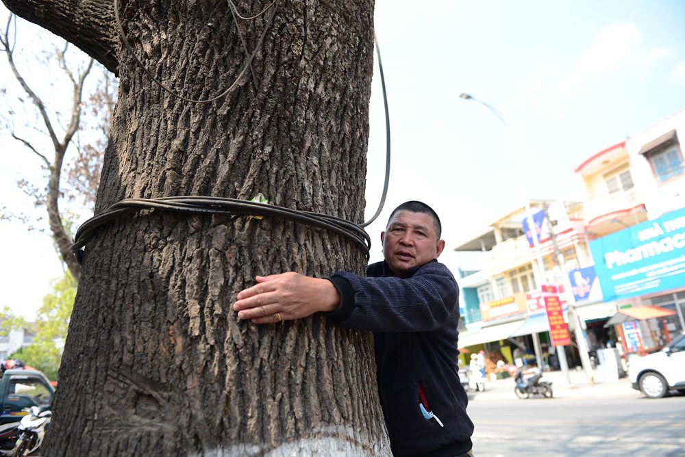 Lâm Đồng: Hàng loạt cây long não cổ thụ chết bất thường giữa phố - ảnh 4