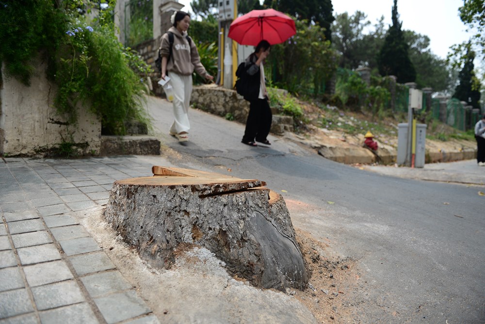 Lâm Đồng: Hàng loạt cây long não cổ thụ chết bất thường giữa phố - ảnh 5