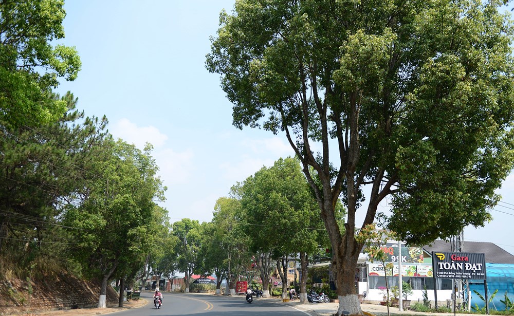 Lâm Đồng: Hàng loạt cây long não cổ thụ chết bất thường giữa phố - ảnh 8
