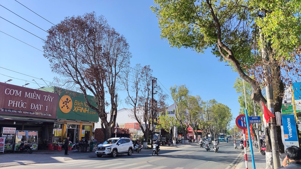 Lâm Đồng: Hàng loạt cây long não cổ thụ chết bất thường giữa phố - ảnh 1