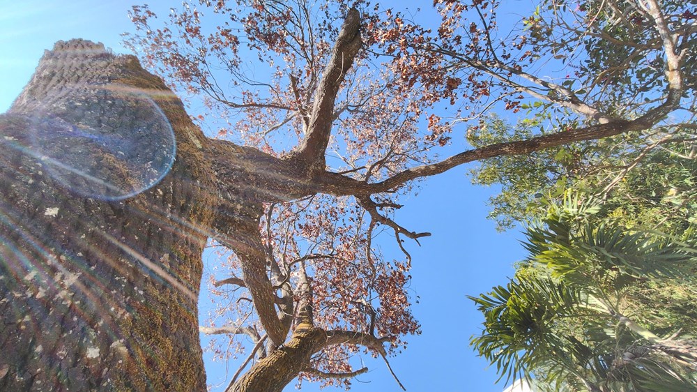 Lâm Đồng: Hàng loạt cây long não cổ thụ chết bất thường giữa phố - ảnh 3