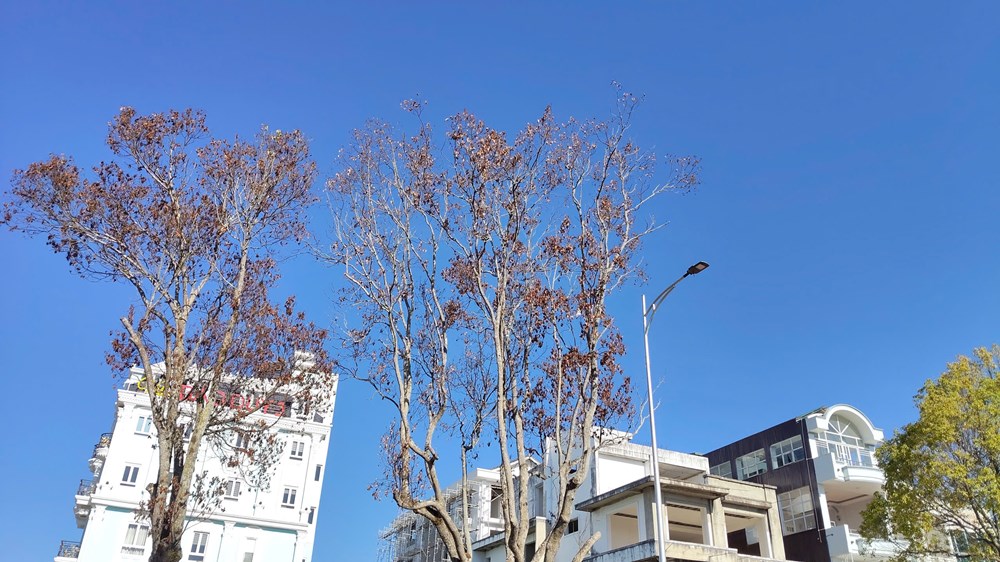 Lâm Đồng: Hàng loạt cây long não cổ thụ chết bất thường giữa phố - ảnh 7