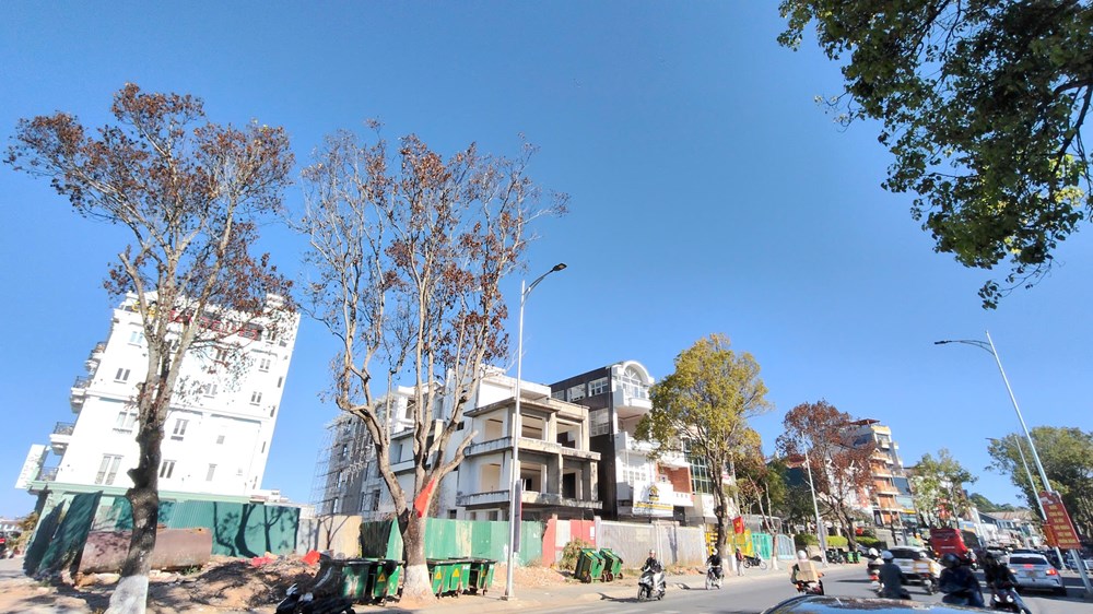 Lâm Đồng: Hàng loạt cây long não cổ thụ chết bất thường giữa phố - ảnh 2