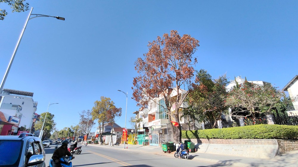 Lâm Đồng: Hàng loạt cây long não cổ thụ chết bất thường giữa phố - ảnh 6