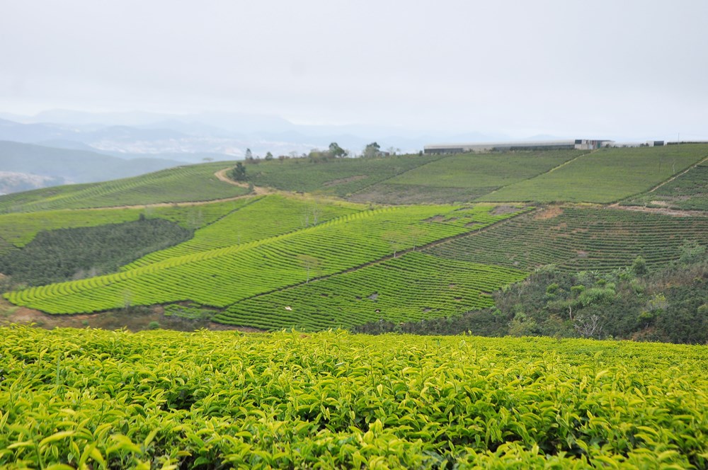 Đồi chè Cầu Đất, từ nông trường chè của người Pháp đến điểm check in “siêu hot” tại Đà Lạt - ảnh 2