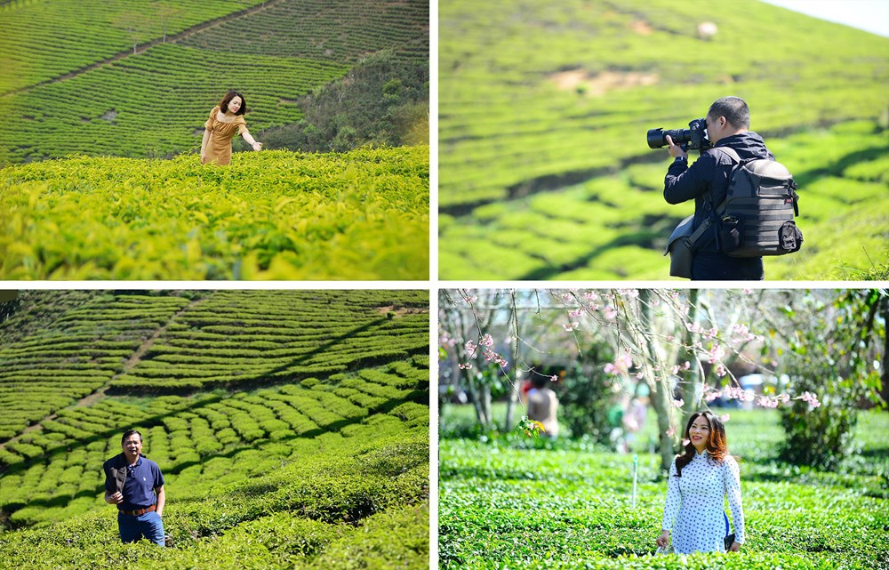 Đồi chè Cầu Đất, từ nông trường chè của người Pháp đến điểm check in “siêu hot” tại Đà Lạt - ảnh 5