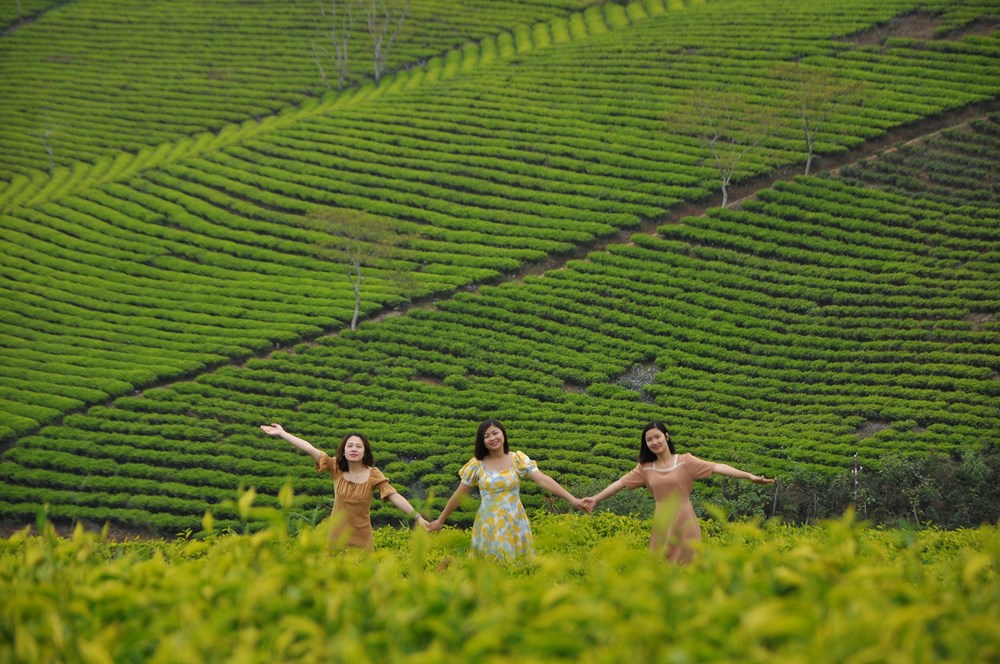 Đồi chè Cầu Đất, từ nông trường chè của người Pháp đến điểm check in “siêu hot” tại Đà Lạt - ảnh 4