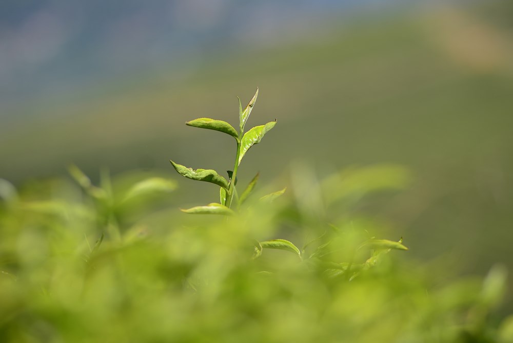 Đồi chè Cầu Đất, từ nông trường chè của người Pháp đến điểm check in “siêu hot” tại Đà Lạt - ảnh 3