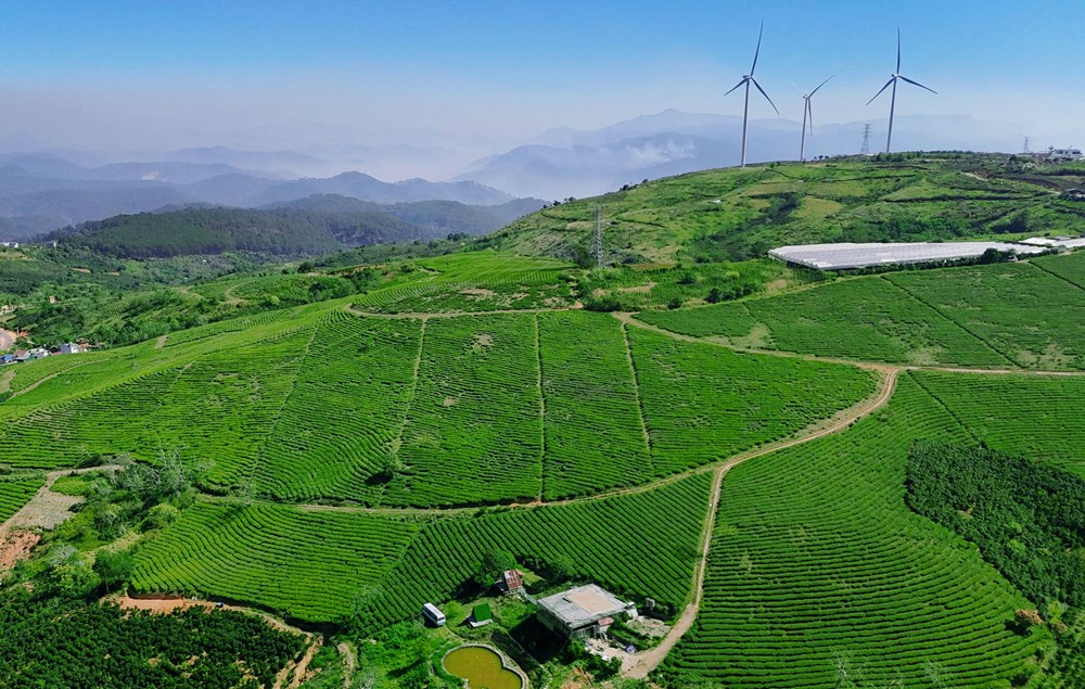 Đồi chè Cầu Đất, từ nông trường chè của người Pháp đến điểm check in “siêu hot” tại Đà Lạt - ảnh 1