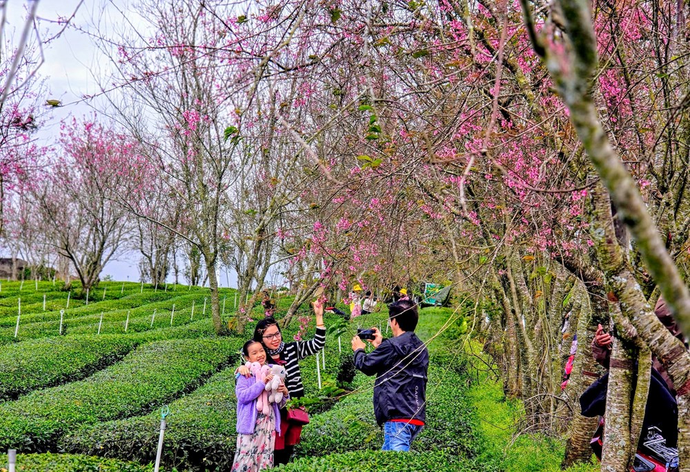 Đồi chè Cầu Đất, từ nông trường chè của người Pháp đến điểm check in “siêu hot” tại Đà Lạt - ảnh 6