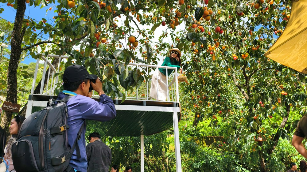 Quán cà phê ở Đà Lạt hút khách nhờ mùa hồng chín - ảnh 3