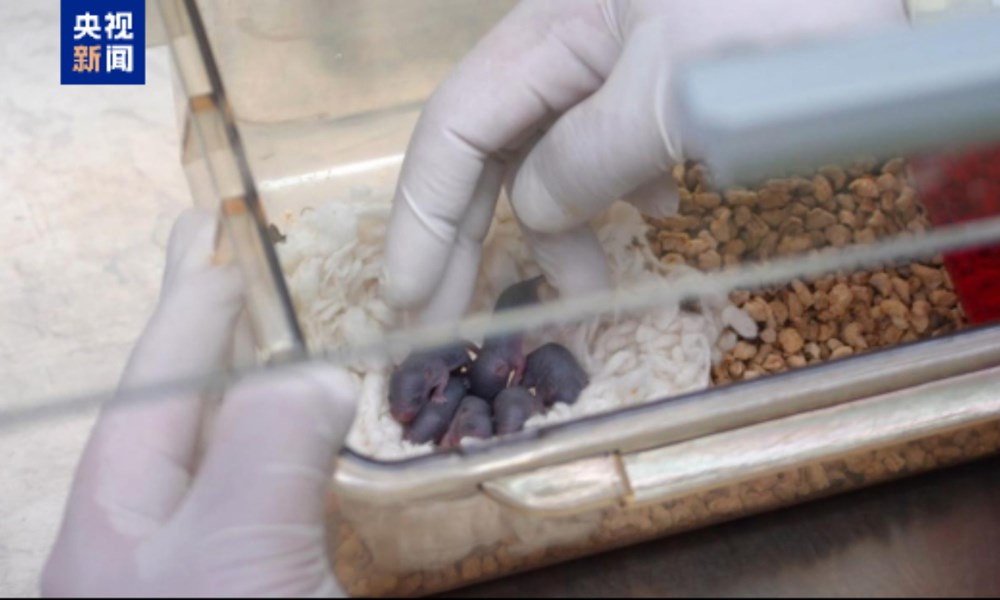 Chú chuột vũ trụ vừa sinh ra 9 chú chuột con  - ảnh 1