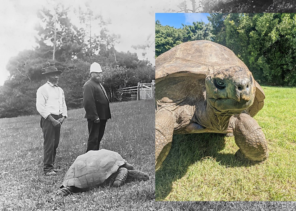 Con vật già nhất hành tinh - ảnh 1