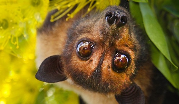 Không có vaccine, tỉ lệ tử vong tới 75%, có thể không triệu chứng: Bác sĩ giải thích vì sao dịch virus Nipah cần phòng tránh ngay từ đầu? - ảnh 1