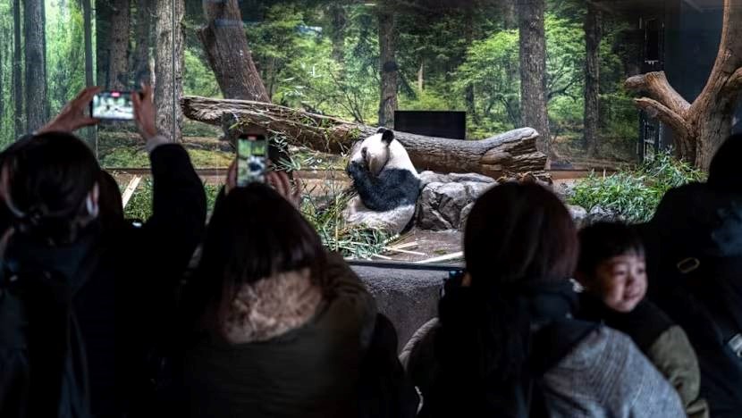 Hàng dài người dân Nhật Bản xúc động xếp hàng chia tay cặp gấu trúc sinh đôi quay trở về Trung Quốc, sở thú có thể thiệt hại tới 3.400 tỷ đồng/năm - ảnh 6
