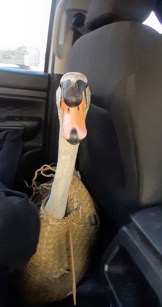 Toàn cảnh quá trình giải cứu thiên nga trắng 60 triệu bị nhét vào balo, “bắt cóc” khỏi Thảo Cầm Viên - ảnh 4