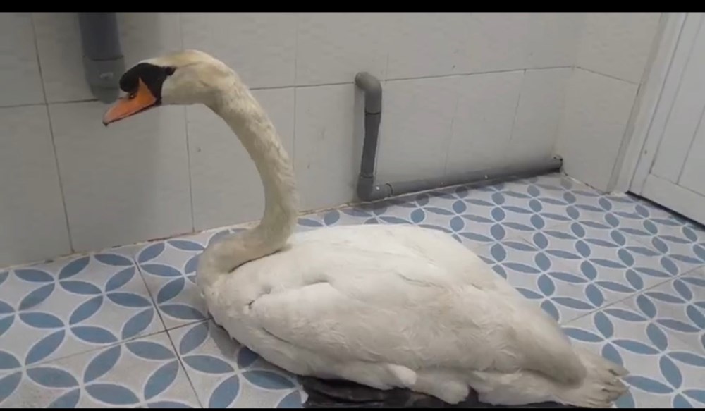 Toàn cảnh quá trình giải cứu thiên nga trắng 60 triệu bị nhét vào balo, “bắt cóc” khỏi Thảo Cầm Viên - ảnh 5