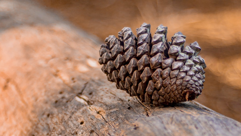 Loại hạt “tí hon” nhưng là “gã khổng lồ” dinh dưỡng, tốt cho tim mạch, chống lão hóa và bảo vệ mắt, ở Việt Nam rụng đầy gốc nhưng ít ai ăn - ảnh 1