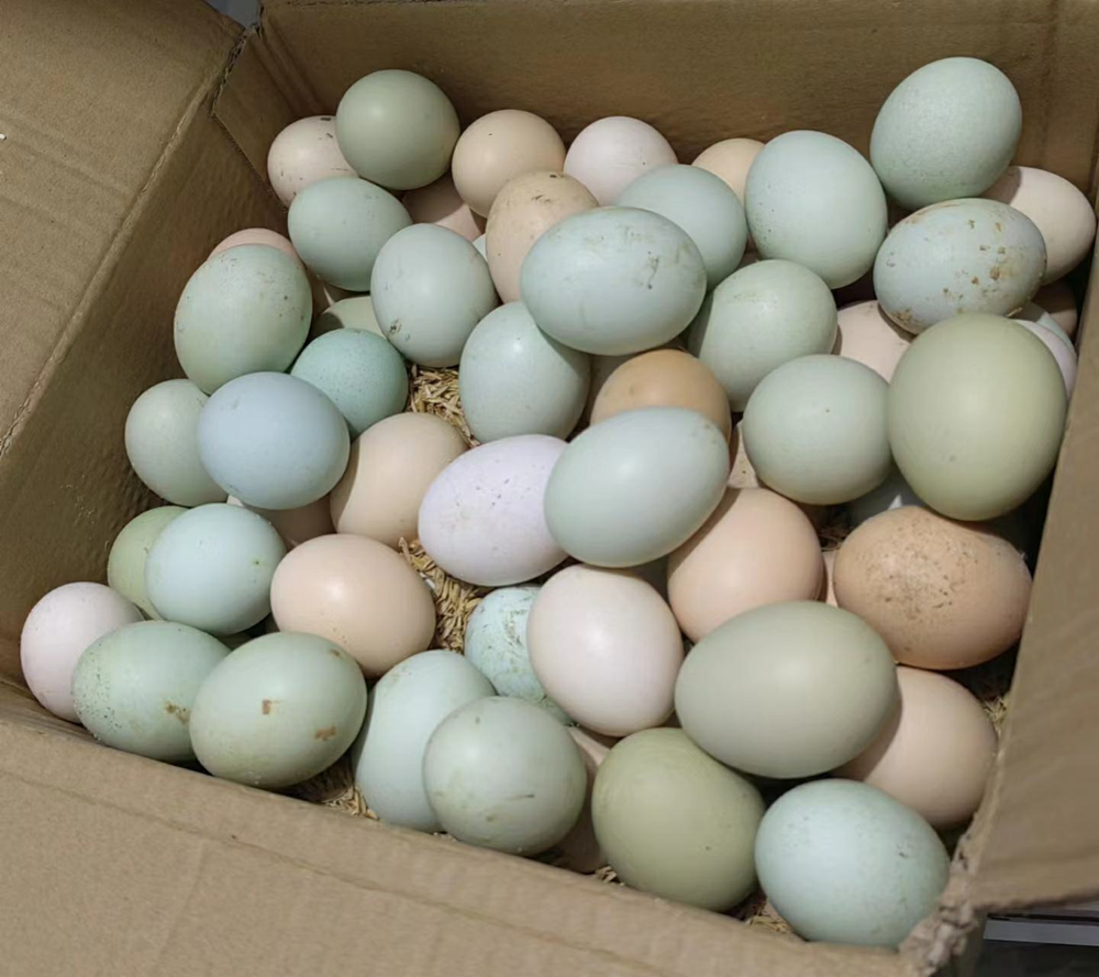 Nghiên cứu phát hiện thời điểm trứng để ở nhiệt độ phòng bị nhiễm khuẩn - ảnh 1