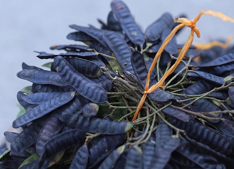 Đốt bồ kết đem lại những lợi ích gì? - ảnh 1