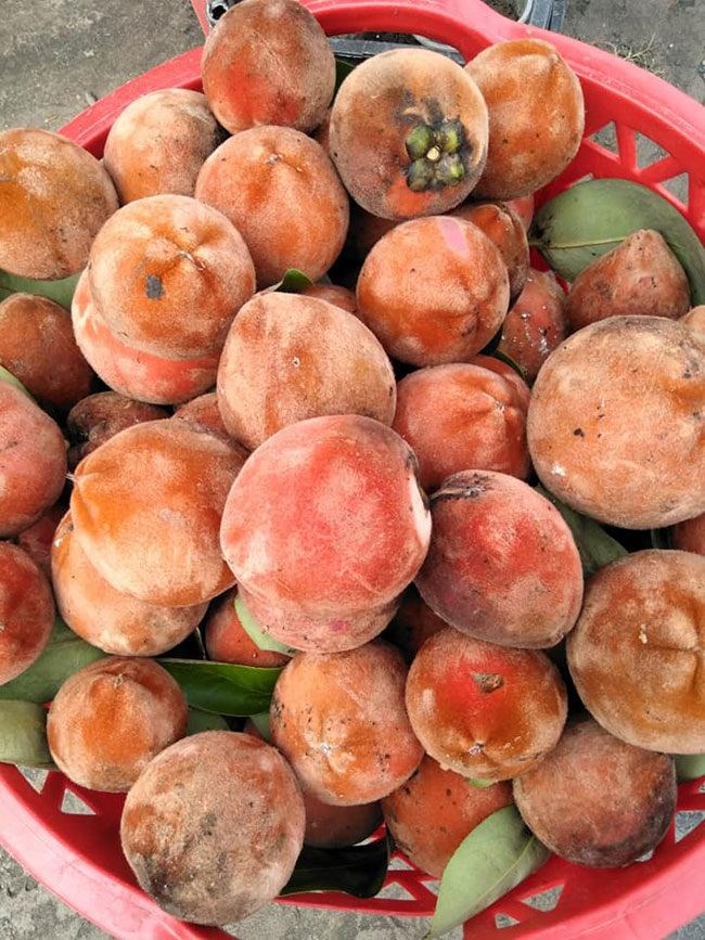 Sự thật về dải cù lao xanh mướt như đồ họa AI tại Cần Thơ - ảnh 6