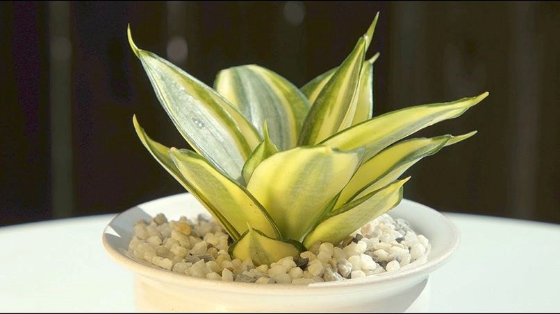 5 kiểu người hợp trồng cây lưỡi hổ nhất - ảnh 2