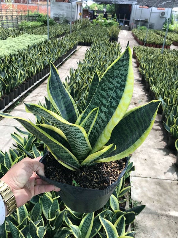 5 kiểu người hợp trồng cây lưỡi hổ nhất - ảnh 1