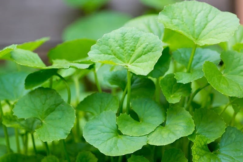 Loại lá mọc đầy vườn ở Việt Nam giúp bảo vệ da, ngủ ngon và bổ xương khớp - ảnh 1
