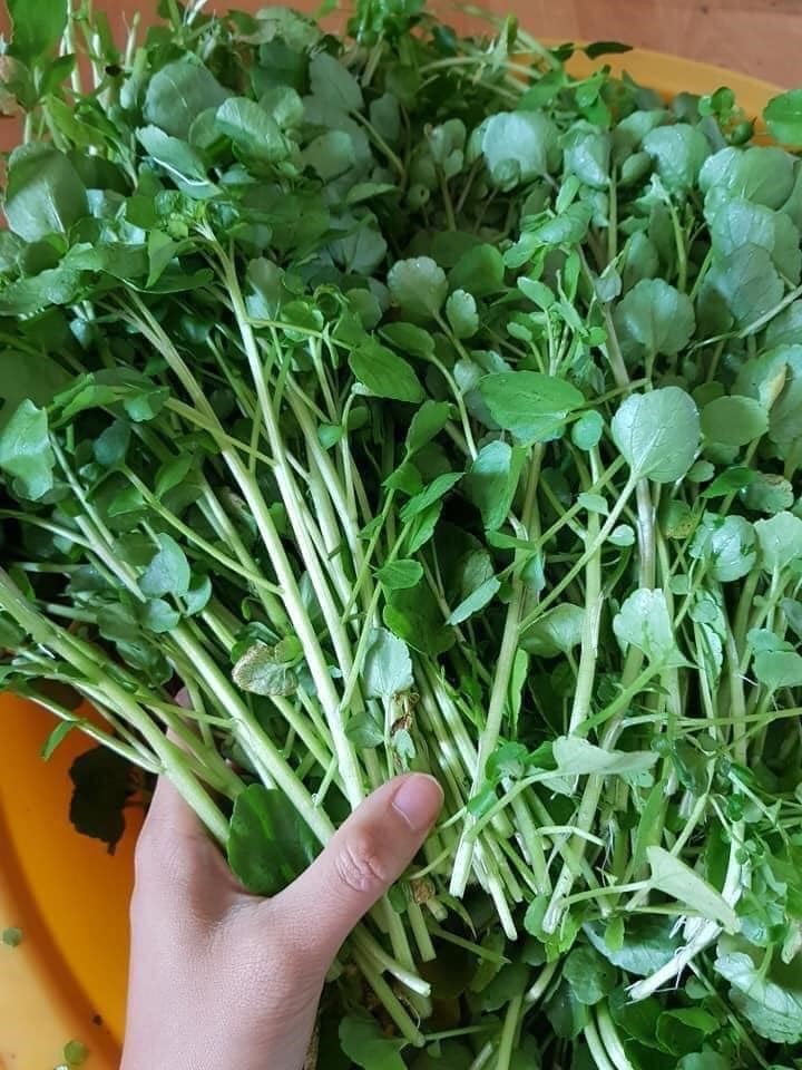 Loại rau tốt cho sức khoẻ nhất hoá ra mọc đầy Việt Nam, các nhà khoa học mất 1 thập kỷ nghiên cứu - ảnh 1