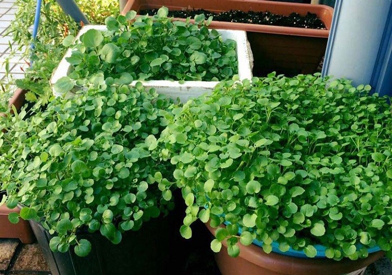 Loại rau tốt cho sức khoẻ nhất hoá ra mọc đầy Việt Nam, các nhà khoa học mất 1 thập kỷ nghiên cứu - ảnh 2