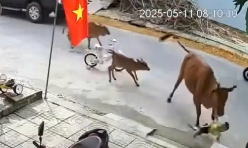 Cháu bé bị bò thả rông húc ngã khi đang chơi trước nhà - ảnh 1