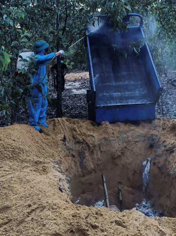 Đà Nẵng khẩn trương triển khai đồng bộ các giải pháp phòng, chống dịch tả lợn Châu Phi - ảnh 2