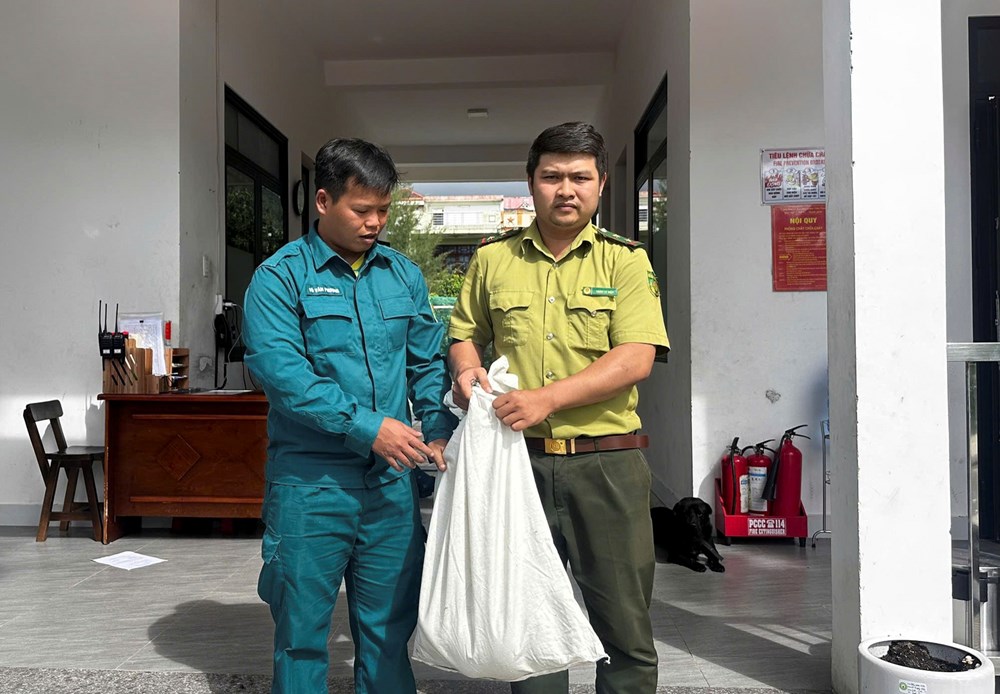 Trăn đất nặng 15kg lạc vào khu dân cư ở Đà Nẵng, được thả về rừng an toàn - ảnh 2