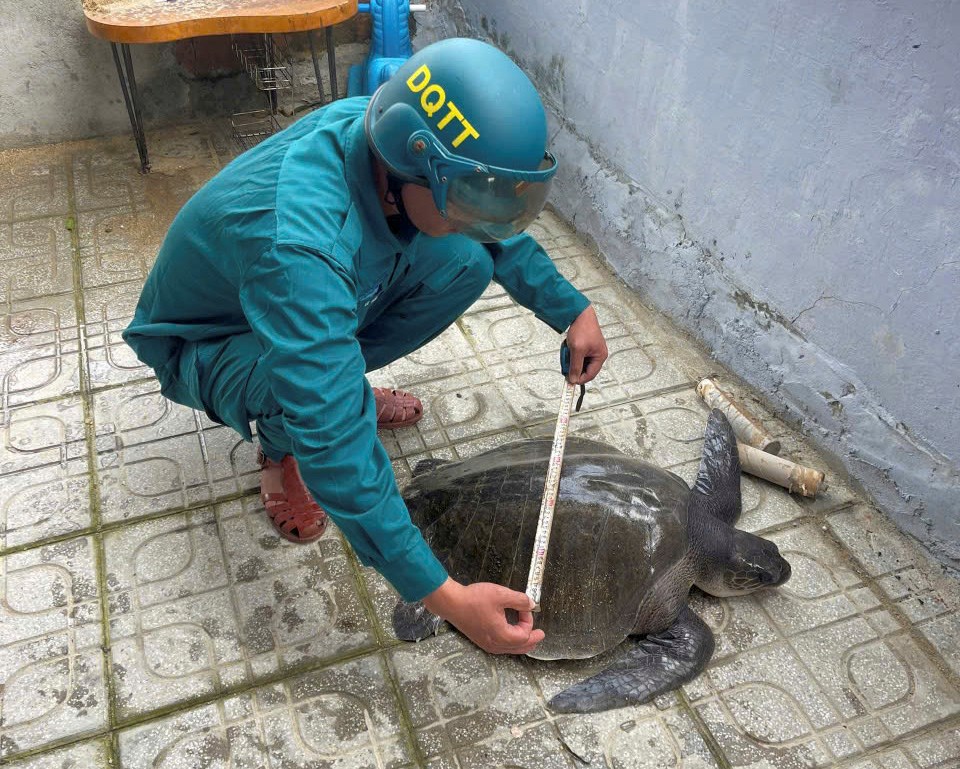 Thả về biển cá thể đồi mồi dứa quý hiếm - ảnh 2