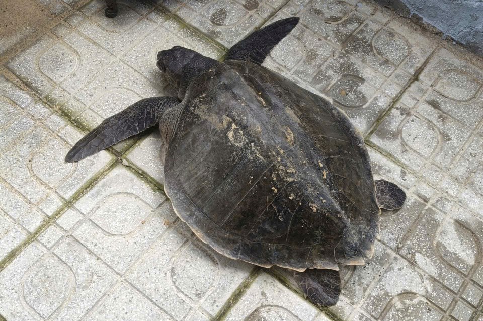 Thả về biển cá thể đồi mồi dứa quý hiếm - ảnh 1